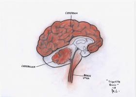 hgh-res-image-of-3-parts-of-brain-for-p.280